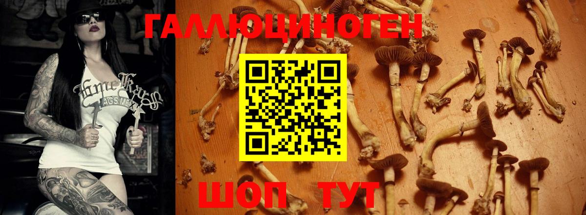 Галлюциногенные грибы GOLDEN TEACHER Краснознаменск